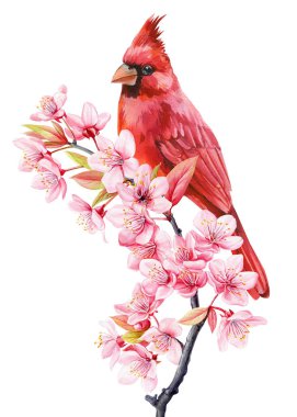 Kiraz çiçeğinin üzerindeki kırmızı kardinal kuşu beyaz arka planda izole edilmiş suluboya bahar sakura illüstrasyonu. Yüksek kaliteli illüstrasyon