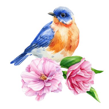 Beyaz arka planda bahar bahçesi dekoru için pembe gül suluboya kuş portresi olan mavi kuş. Yüksek kaliteli illüstrasyon