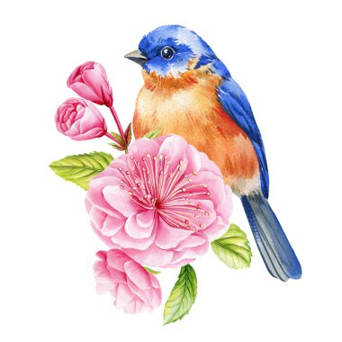 Mavi kuş sakura çiçekli suluboya kuş pembe kiraz çiçekleri tomurcukları ve yeşil yapraklarla beyaz arka planda bahar botanik dekoru. Yüksek kaliteli illüstrasyon