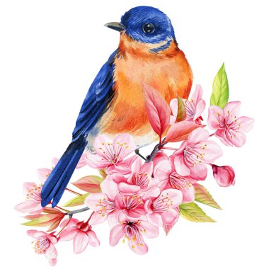 Kiraz çiçekleri üzerinde mavi kuş suluboya bahar şarkı kuşu pembe çiçek tomurcukları ve yumuşak yeşil yapraklarla sakura dalında oturuyor. Yüksek kaliteli illüstrasyon