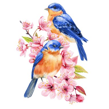 Kiraz çiçekleriyle mavi kuş çifti pembe sakura çiçeklerinin arasında suluboya bahar kuşları ve taze yeşil yapraklı tomurcuklar. Yüksek kaliteli illüstrasyon
