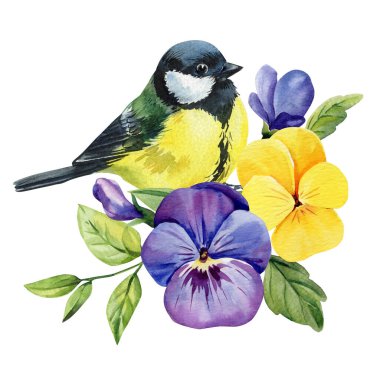 Great tit bird with pansy flowers watercolor illustration of yellow and purple viola blooms and green leaves on white background. High quality illustration