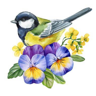 Great tit bird with pansies watercolor illustration with purple viola flowers and yellow mustard blooms with fresh green leaves. High quality illustration