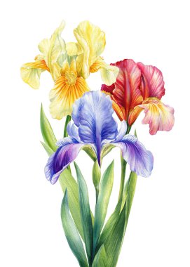İris çiçekleri suluboya buketi mavi mor ve kırmızı çiçekler ve beyaz arka planda izole edilmiş uzun yeşil yapraklar. Yüksek kaliteli illüstrasyon
