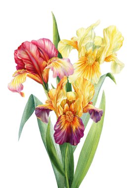 İris çiçekleri kırmızı turuncu mor ve soluk sarı çiçekli suluboya buketler ve bembeyaz yeşil yapraklar. Yüksek kaliteli illüstrasyon