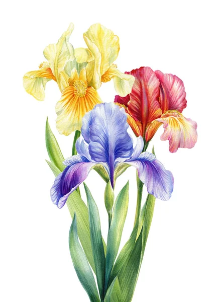 İris çiçekleri suluboya buketi mavi mor ve kırmızı çiçekler ve beyaz arka planda izole edilmiş uzun yeşil yapraklar. Yüksek kaliteli illüstrasyon