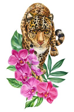 Pembe orkideli leopar suluboya resimli yaban kedisi. Etrafı tropik çiçek ve yapraklarla çevrili. Yüksek kaliteli illüstrasyon