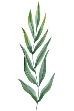 Okaliptüs dalları suluboya botanik yaprakları modern düğün kırtasiyesi için beyaz arka planda çok az yeşillik bırakır. Yüksek kaliteli illüstrasyon