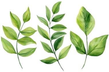 Yeşil yapraklar suluboya botanik dallar ve doğal düğün kırtasiyesi ve dekorasyonu için beyaza izole edilmiş taze yaprak dalları. Yüksek kaliteli illüstrasyon