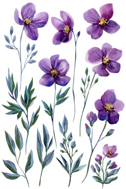 Mor suluboya kır çiçekleri. Menekşe çiçekleri, tomurcuklar ve yapraklı gövdeler. Bahar düğün kırtasiyesi için beyaza izole edilmiş. Yüksek kaliteli illüstrasyon