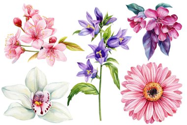 Suluboya çiçek illüstrasyonu, pembe kiraz çiçeği Gerbera orkidesi çan çiçeğinin çiçek elementlerini izole etti. Yüksek kaliteli illüstrasyon