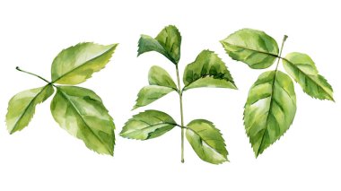 Suluboya yeşil yapraklar bitkisel yaprak illüstrasyonunu beyaza izole edilmiş doğal yaprak dallarına yerleştirir. Yüksek kaliteli illüstrasyon