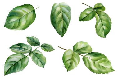 Suluboya yeşil yapraklar bitkisel yaprak illüstrasyonunu beyaza izole edilmiş doğal yaprak dallarına yerleştirir. Yüksek kaliteli illüstrasyon