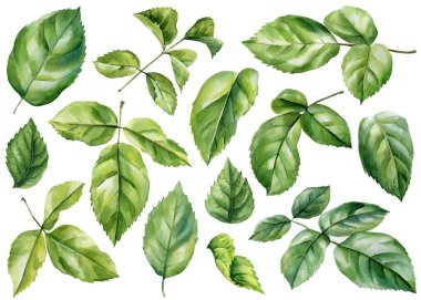 Yeşil gül yaprakları suluboya botanik illüstrasyon beyaz arka planda doğal yaprak elementlerini izole eder. Yüksek kaliteli illüstrasyon