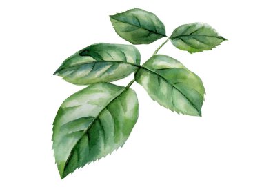 Tek gül yaprağı dalları suluboya botanik çizimi beyaza izole edilmiş yeşil yapraklar. Yüksek kaliteli illüstrasyon