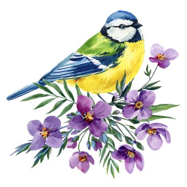 Blue tit bird with purple flowers watercolor illustration isolated on white spring botanical clipart for greeting cards and decor. High quality illustration