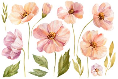 Şeftali rengi kozmos çiçekleri tomurcuklar ve yeşil yapraklarla beyazı izole edilmiş suluboya elementlerle birleşir. Yüksek kaliteli illüstrasyon