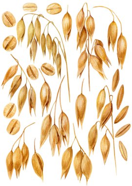 Yulaf bitkisi suluboya klipleri altın dallar tohumlar ve izole edilmiş botanik tahıl çizimleri kırsal tarım seti. Yüksek kaliteli illüstrasyon