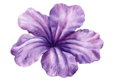 Çiçek tasarımı ve bahar dekoru için hafif arka planda bulunan yumuşak mor mor mor yapraklı suluboya klipleri. Yüksek kaliteli illüstrasyon