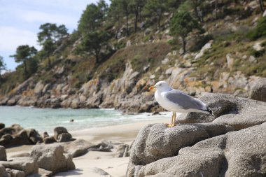 Kuzey İspanya 'da cennet gibi bir sahildeki kayalıklardaki güzel martı, Islas Cies