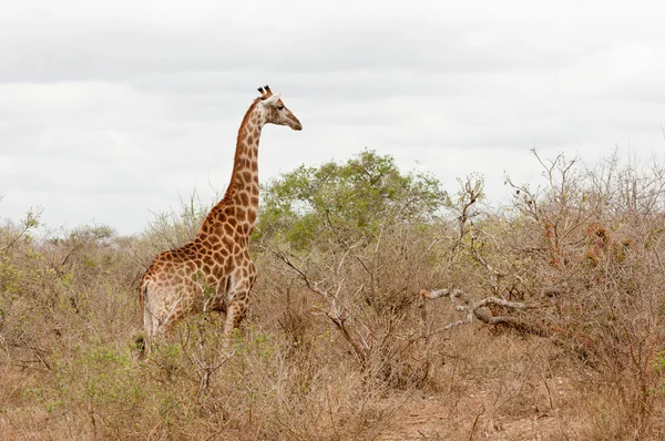 Dzikich afrykańskich żyrafa w sawannowy drzew, kruger park, Republika Południowej Afryki — Zdjęcie stockowe