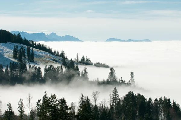 Vista sobre a névoa e nuvens que cobrem os pinheiros de uma montanha — Fotografia de Stock