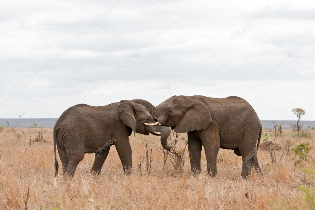 Two African elephants greeting each other with trunks and mouths touching, South Africa, Kruger Park