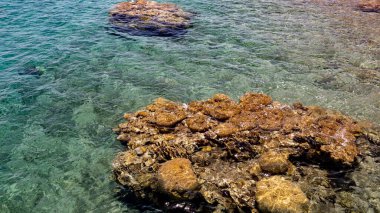 İsrail 'in kızıl denizinde güzel mercanlar