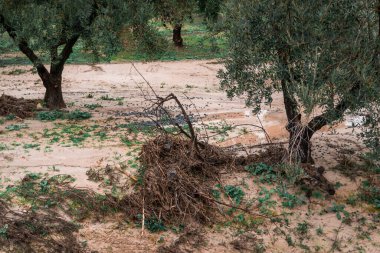 Çamurlu bir koruluktaki zeytin ağaçları ve zemini kaplayan enkazlar sağanak yağış sonrası tarımsal hasarı gösteriyor.