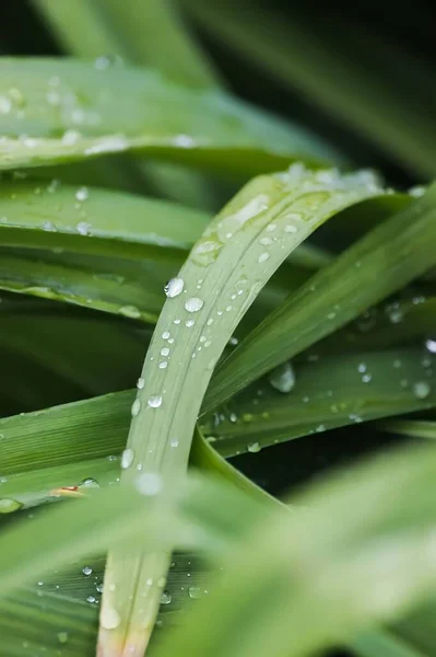 Wet Leaf Rain — Stock Photo, Image