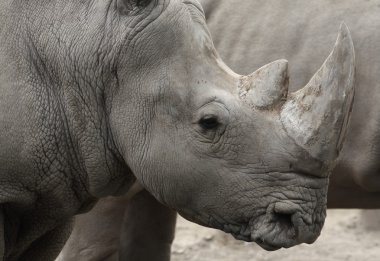Kara gergedan (Diceros bicornis) baş portre