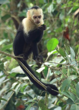 Bebek capuchin Maymun yeme ağacında, Kosta Rika