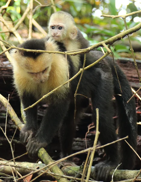 Mor capuchin abe og baby, Costa Rica - Stock-foto