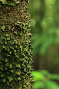 Ağaçta, Corcovado Milli Park savunma dikenler keskin.