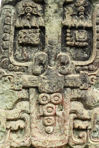 Vyřezávané mayské stella, Copan ruiny, Honduras — Stock fotografie