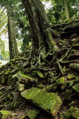 Tapınak kalıntıları, Copan, Honduras