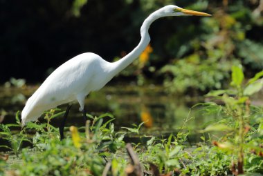 Büyük ak balıkçıl (Ardea alba), göl Nikaragua