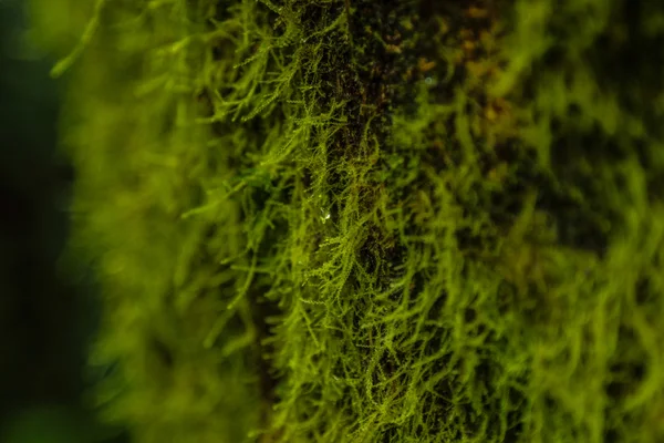 Штраф лишайників, ростуть на дереві в хмарний ліс Monteverde біологічний заповідник, Коста-Ріка. — стокове фото