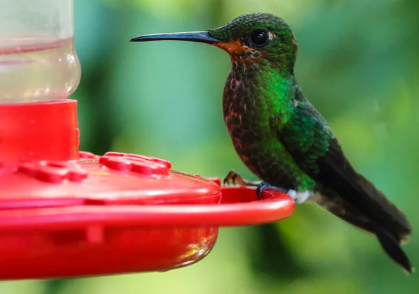 Zielony koliber siedzący na gałęzi w Monteverde rezerwat biologiczny, Costa Rica — Zdjęcie stockowe