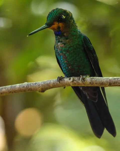 Pasăre colibri verde cocoțat pe o ramură din Rezervația Biologică Monteverde, Costa Rica — Fotografie, imagine de stoc