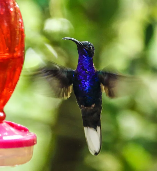 Bright blue hummingbird hovering near a feeder in Monteverde Biological Reserve, Costa Rica — Stock Photo, Image
