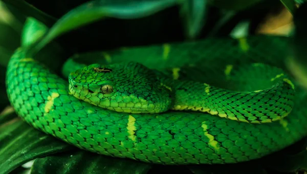 Víbora de foso de rayas laterales (bothriechis lateralis ) —  Fotos de Stock