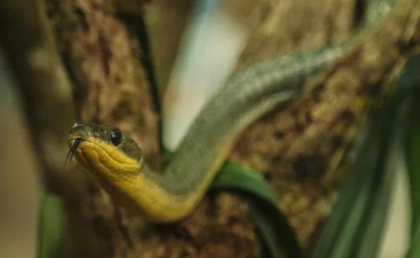 Bird snake or puffing snake — Stock Photo, Image