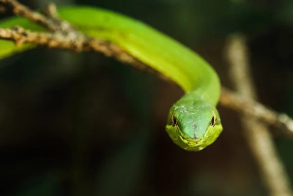 Serpiente de vid verde o serpiente de pan plano (Oxybelis fulgidus) visto en Monteverde, Costa Rica . —  Fotos de Stock