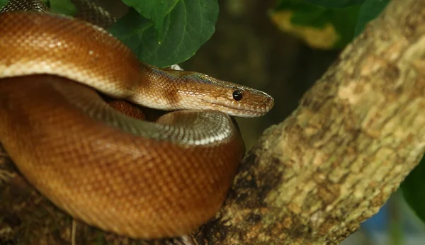 Rainbow Boa (Epicrates cenchria) visto en Monteverde, Costa Rica . — Foto de Stock