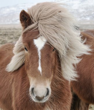 Icelandic Horse (Equus ferus caballus) closeup, staring at camera. clipart