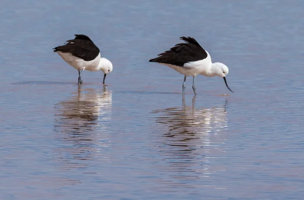 Avocat andin (Recurvirostra andina) à Laguna Cejar, désert d'Atacama, Chili — Photo