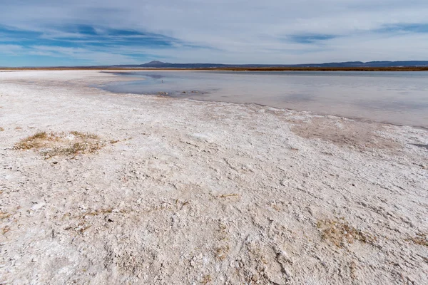 Solniska, Laguna Cejar, Pustyni Atacama — Zdjęcie stockowe