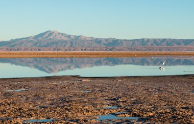 Flamingo yansımaları, Laguna Chaxa, Atacama Çölü, Şili