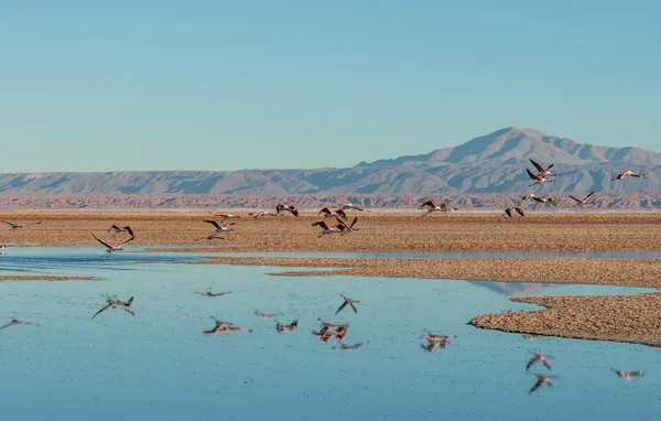 Flamingo refleksje, Laguna Chaxa, Pustyni Atacama, Chile — Zdjęcie stockowe